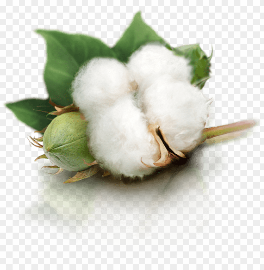 
cotton plant
, 
seed
, 
cotton balls
, 
staple fiber
