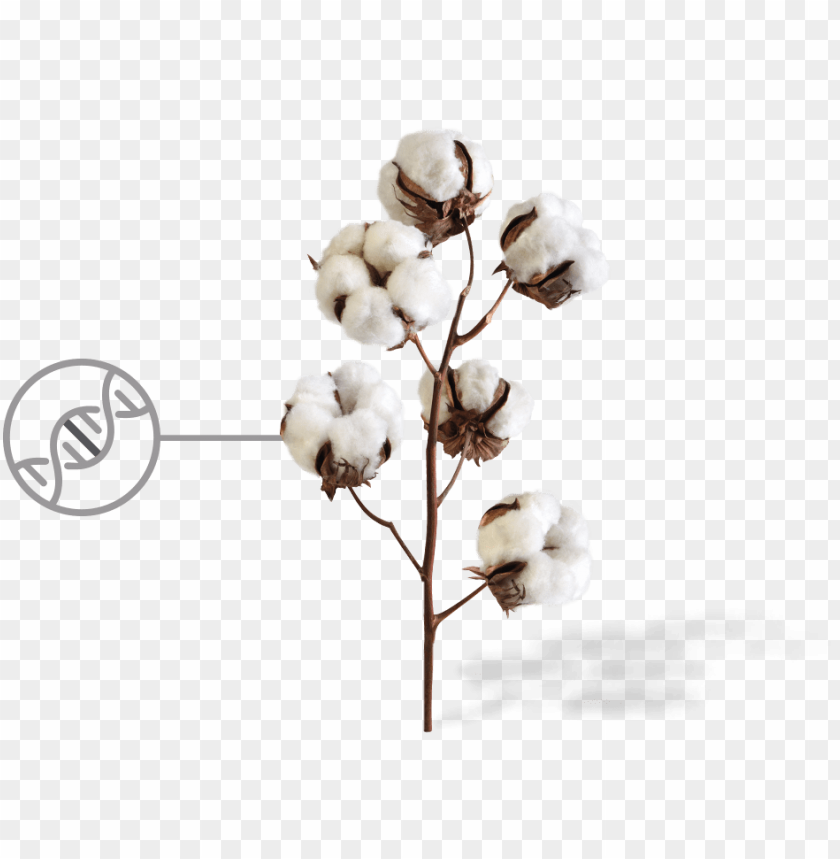 Cotton, Sustainable Farming, Textile Production, Organic Cultivation, Genetic Research