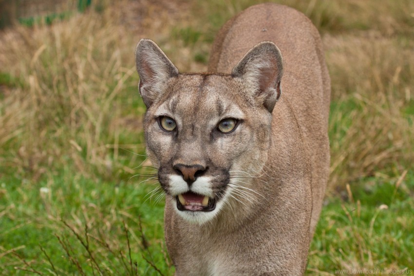 Cougar Face Teeth Wallpaper PNG Transparent Background