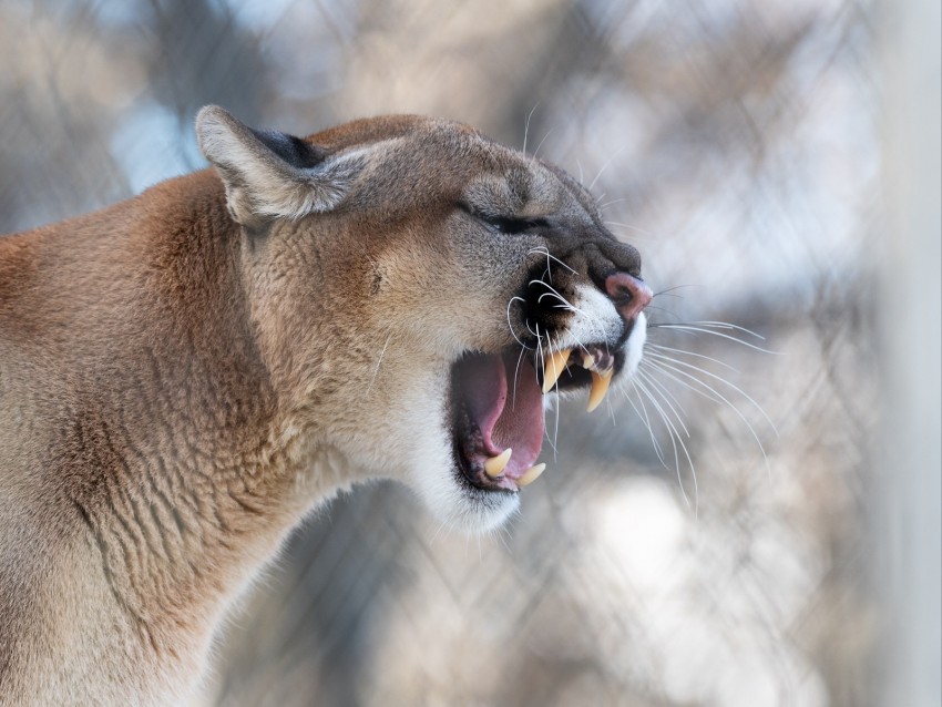 Cougar Grin Roar Predator Fangs Wildlife Background