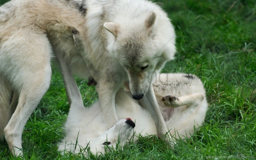 Couple Game Grass Two Wolves Wallpaper PNG Transparent Background