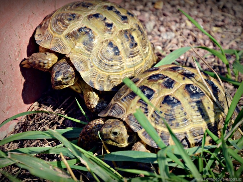 Couple Grass Shell Turtles Wallpaper PNG Transparent Background