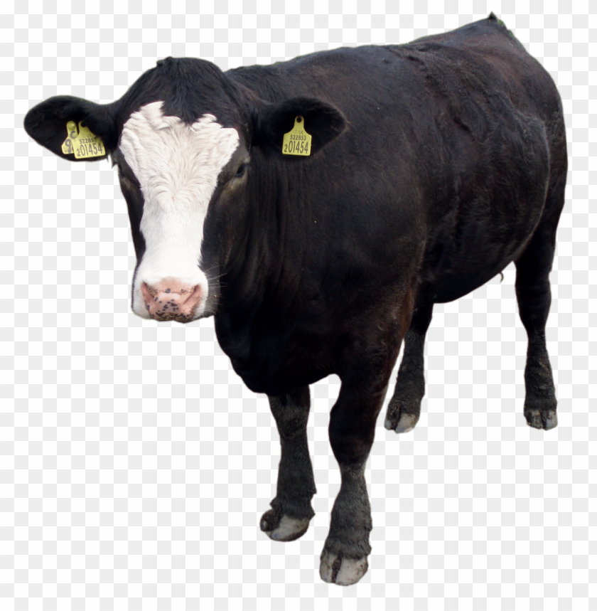 
cow png,creature png,spook,scare,terrify,terrorize,daunt