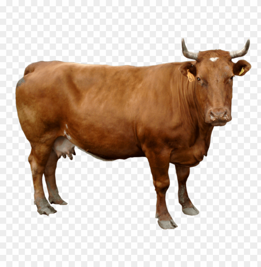 
cow png,creature png,spook,scare,terrify,terrorize,daunt