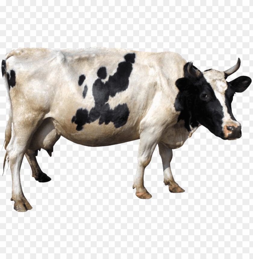 
cow png,creature png,spook,scare,terrify,terrorize,daunt