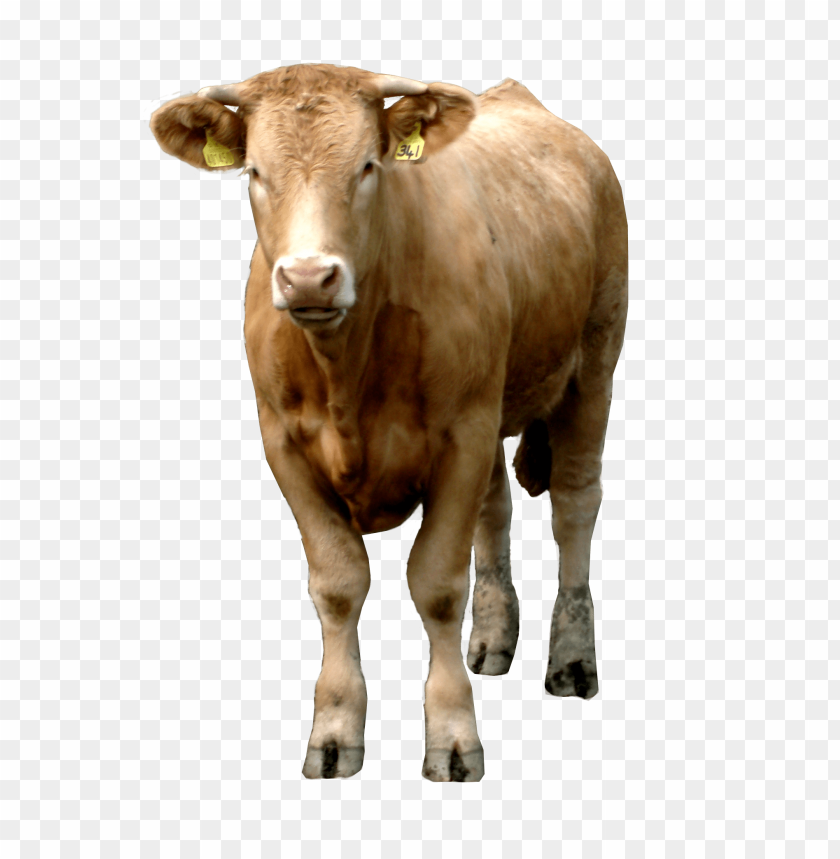 
cow png,creature png,spook,scare,terrify,terrorize,daunt