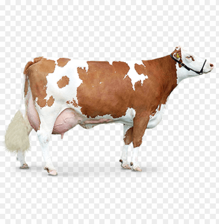 
cow png,creature png,spook,scare,terrify,terrorize,daunt