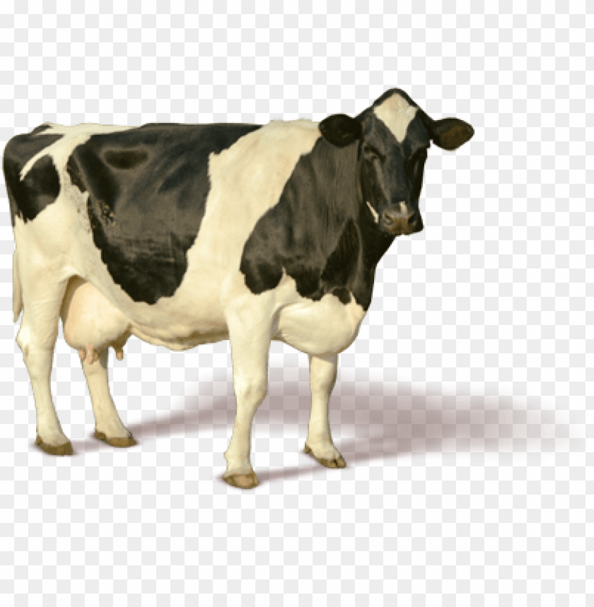 
cow png,creature png,spook,scare,terrify,terrorize,daunt