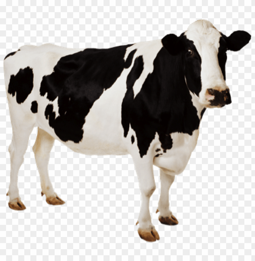 
cow png,creature png,spook,scare,terrify,terrorize,daunt