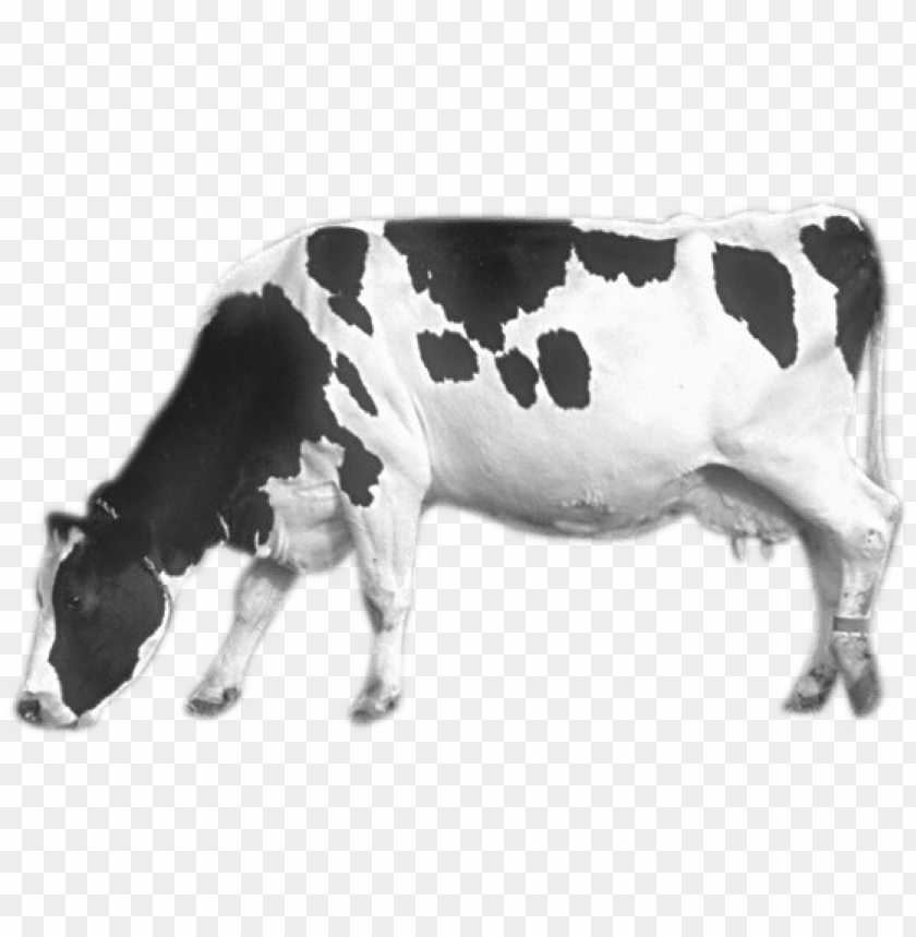 
cow png,creature png,spook,scare,terrify,terrorize,daunt