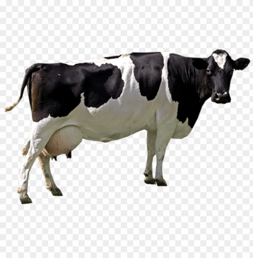 
cow png,creature png,spook,scare,terrify,terrorize,daunt