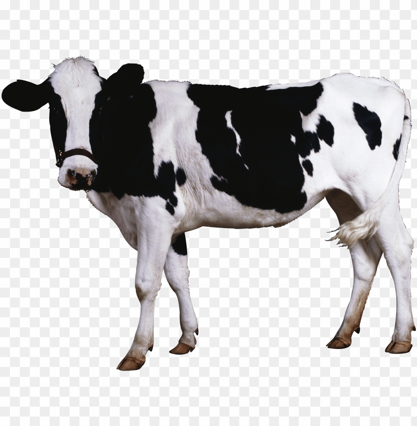 Black and white spotted cow standing on a transparent background PNG