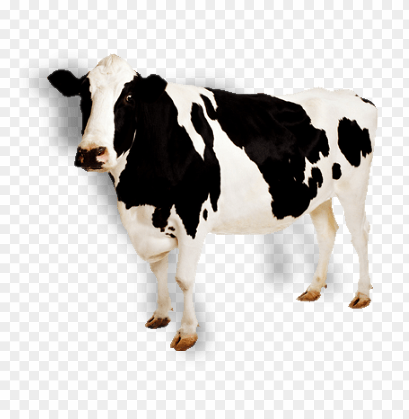 Black and white dairy cow standing on solid ground PNG