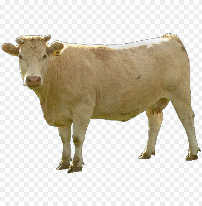 A brown cow standing on a transparent background PNG