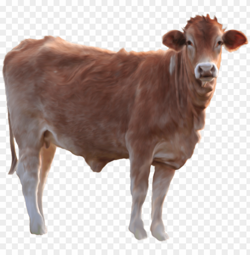 
cow png,creature png,spook,scare,terrify,terrorize,daunt