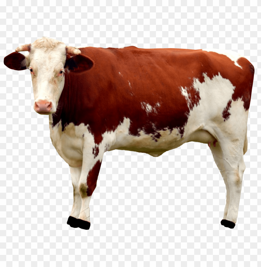 Cow PNG, farm animal, brown and white, standing