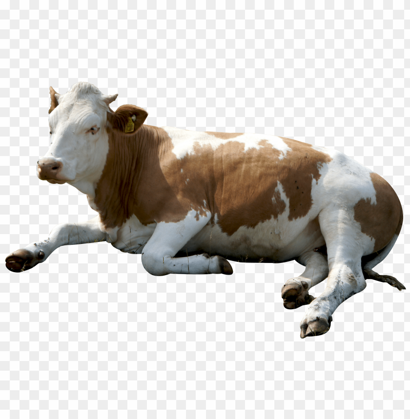 
animals
, 
cow
