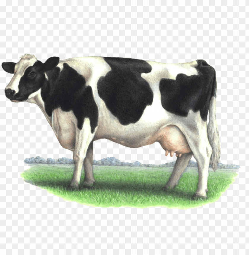 farm, isolated, bull, fresh, animal, healthy, milk