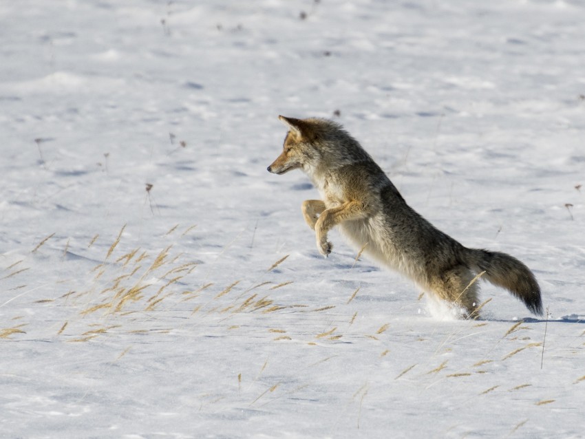 Coyote Jump Hunting Snow Predator Wildlife Background