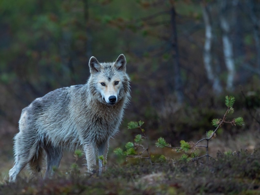 Coyote Predator Forest Beast Wildlife Background