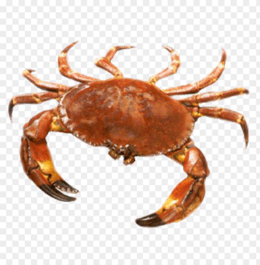 A realistic illustration of a brown crab with detailed claws PNG