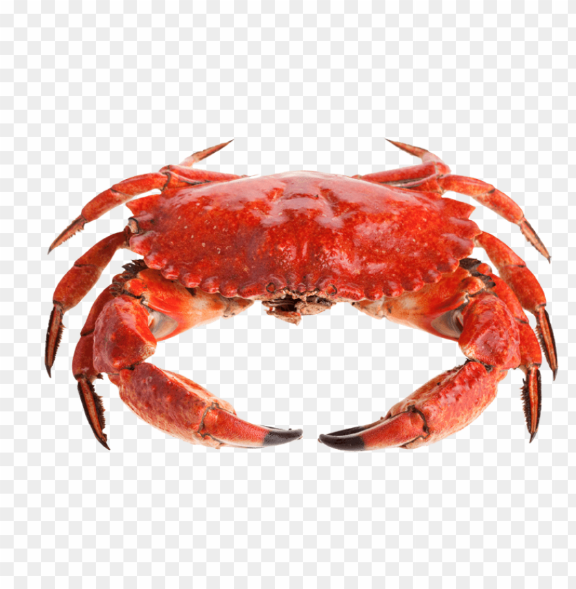 Red crab with claws raised, isolated on transparent background PNG