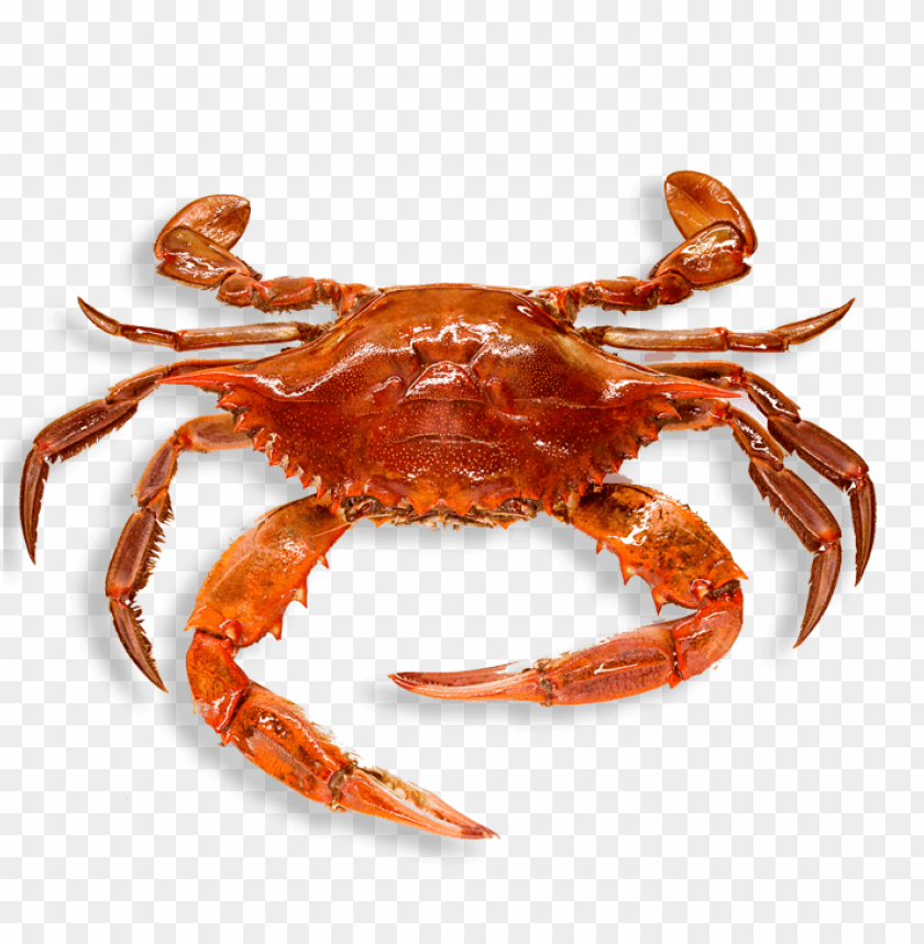 Realistic red crab on a transparent background, showcasing its detailed features PNG