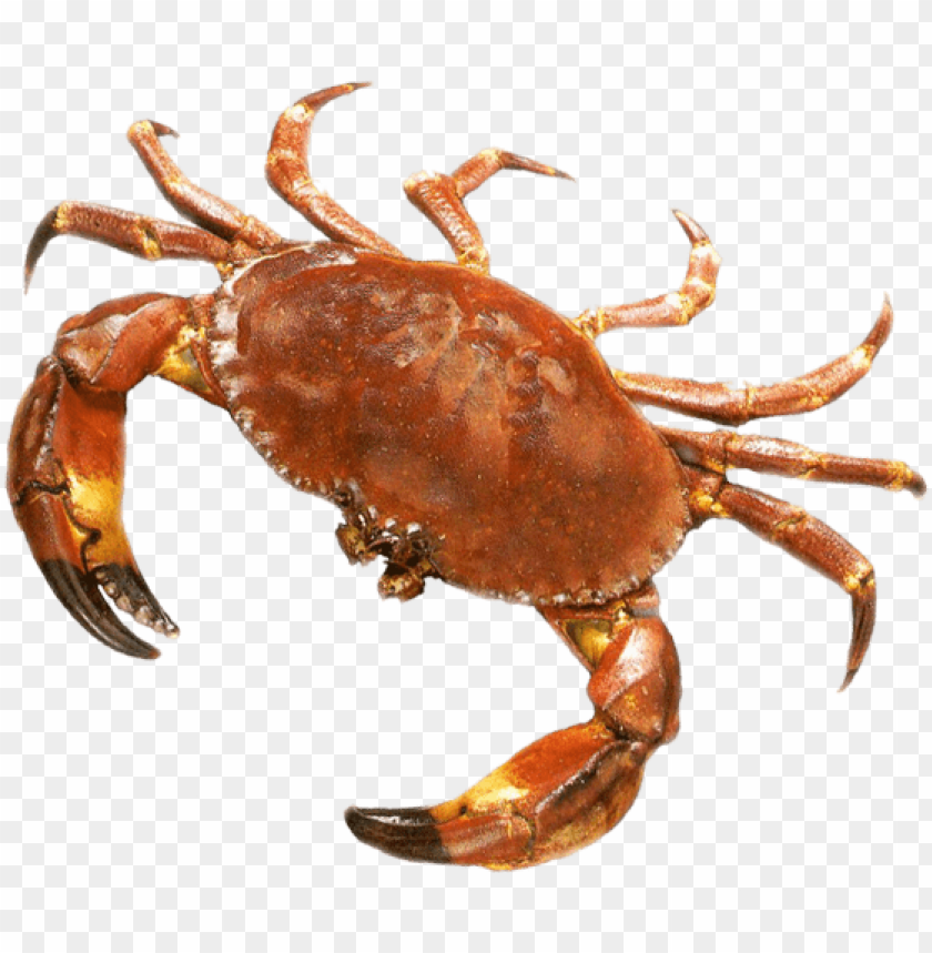 Realistic illustration of a red crab with large claws on a transparent background PNG