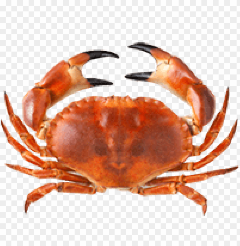 A realistic illustration of a brown crab from above PNG