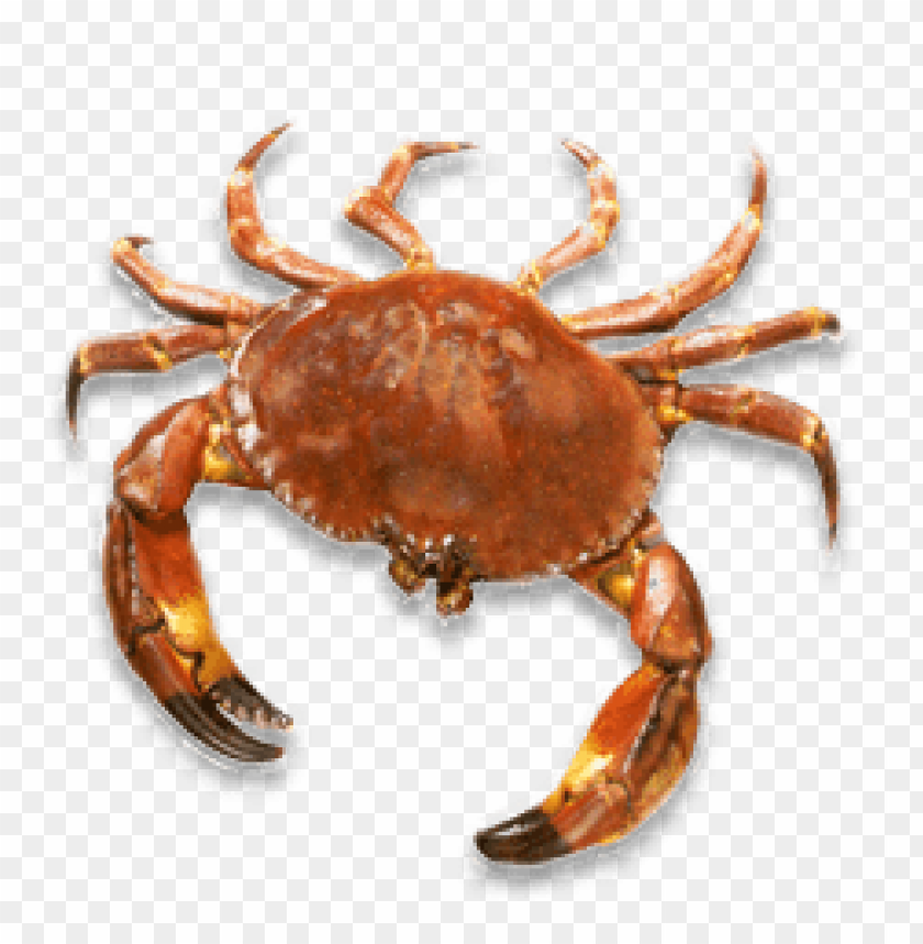 Detailed illustration of a brown crab on a transparent background PNG