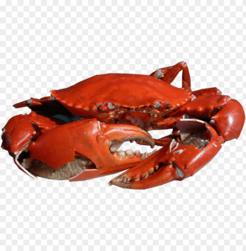 Red crab with claws, showcasing its rich color and detail PNG