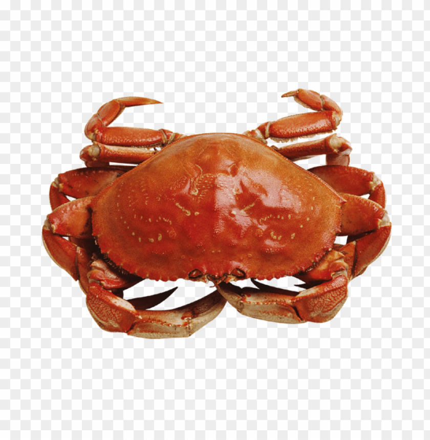 Red crab with claws on a transparent background PNG