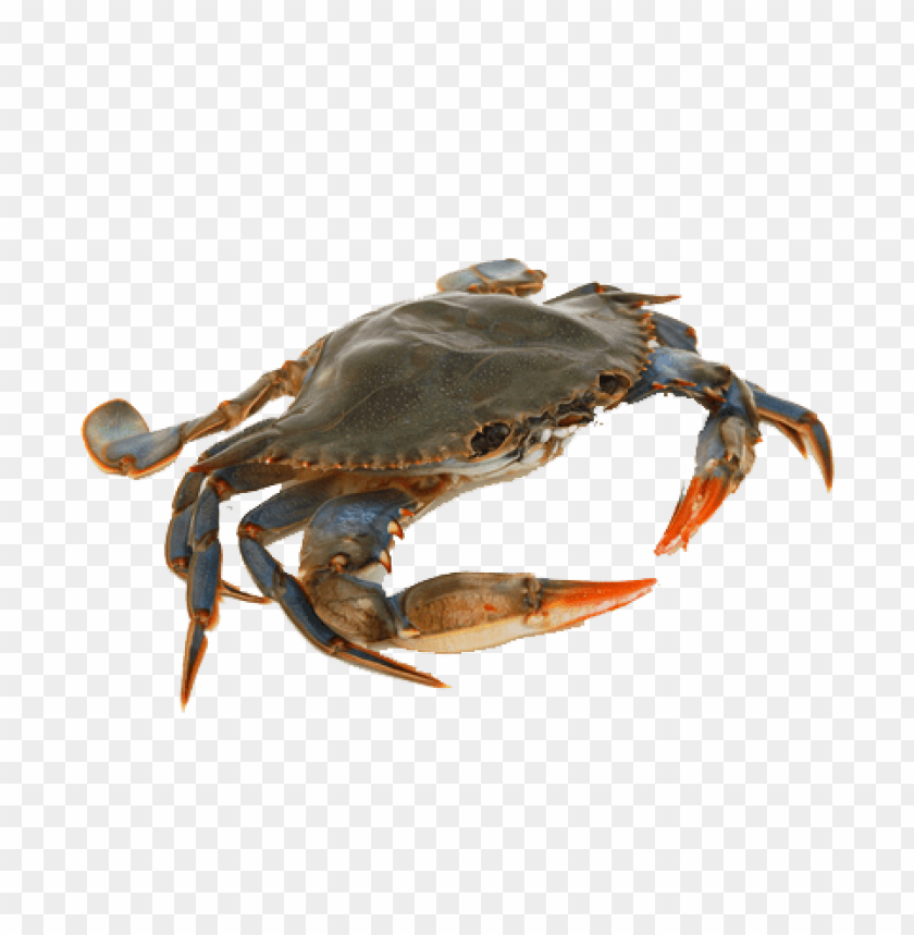 A blue crab with vibrant claws and a dark shell, isolated on a transparent background PNG