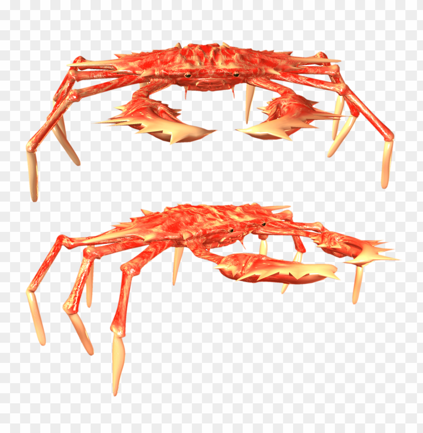 Realistic 3D render of a red crab with extended claws PNG