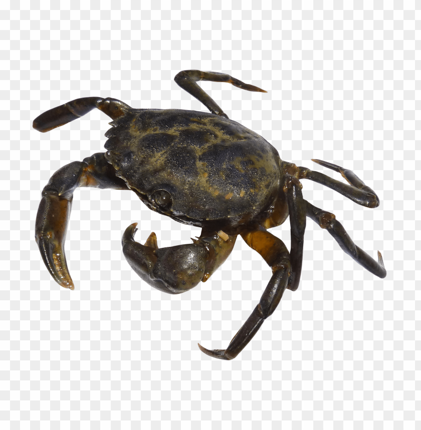 A detailed image of a dark-colored crab on a transparent background PNG