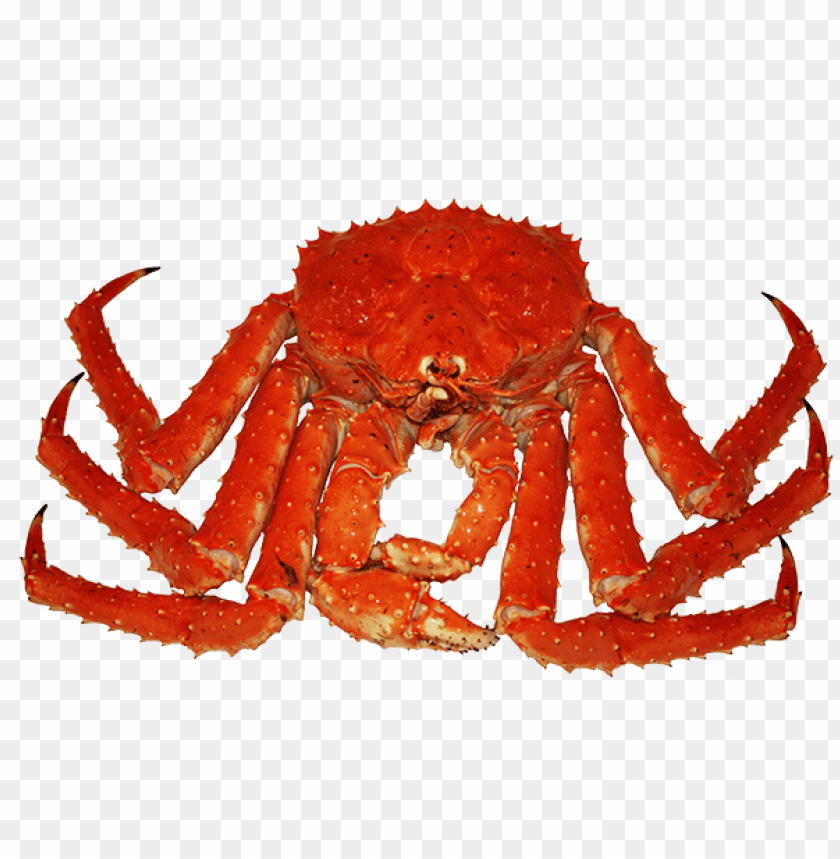 Bright red crab with long claws on a transparent background PNG