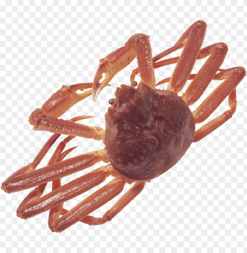 Close-up image of a red crab with extended claws PNG