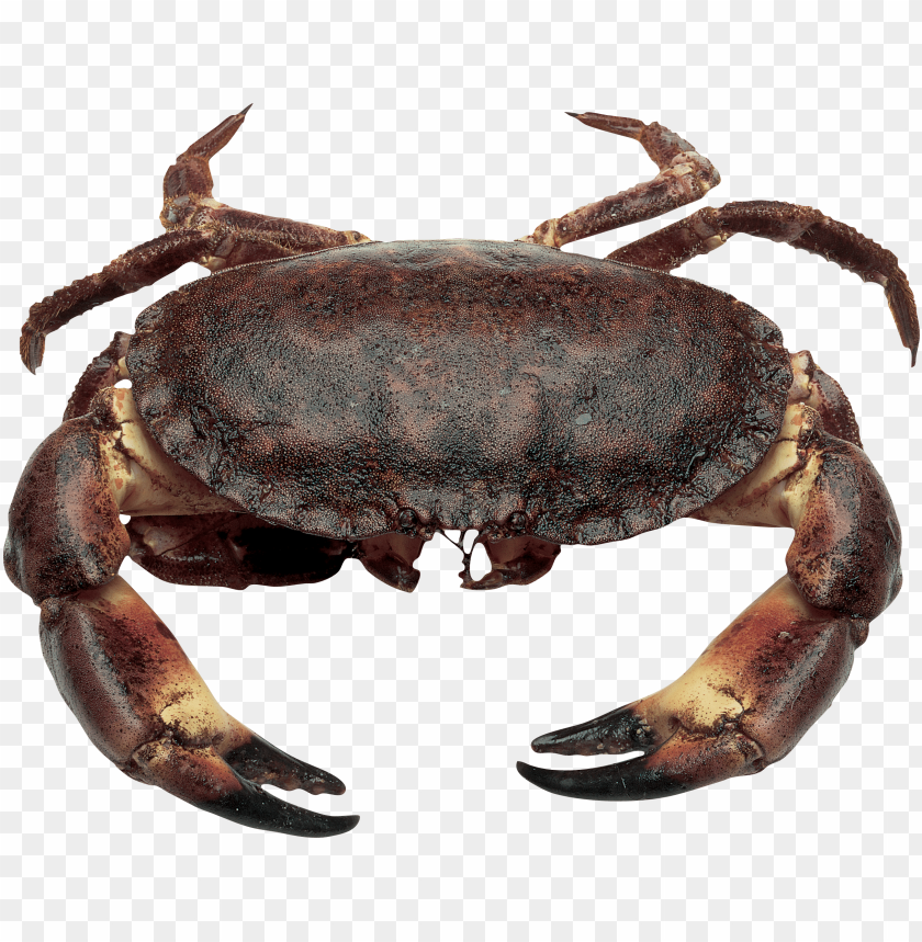 Realistic brown crab with claws, isolated on a transparent background PNG