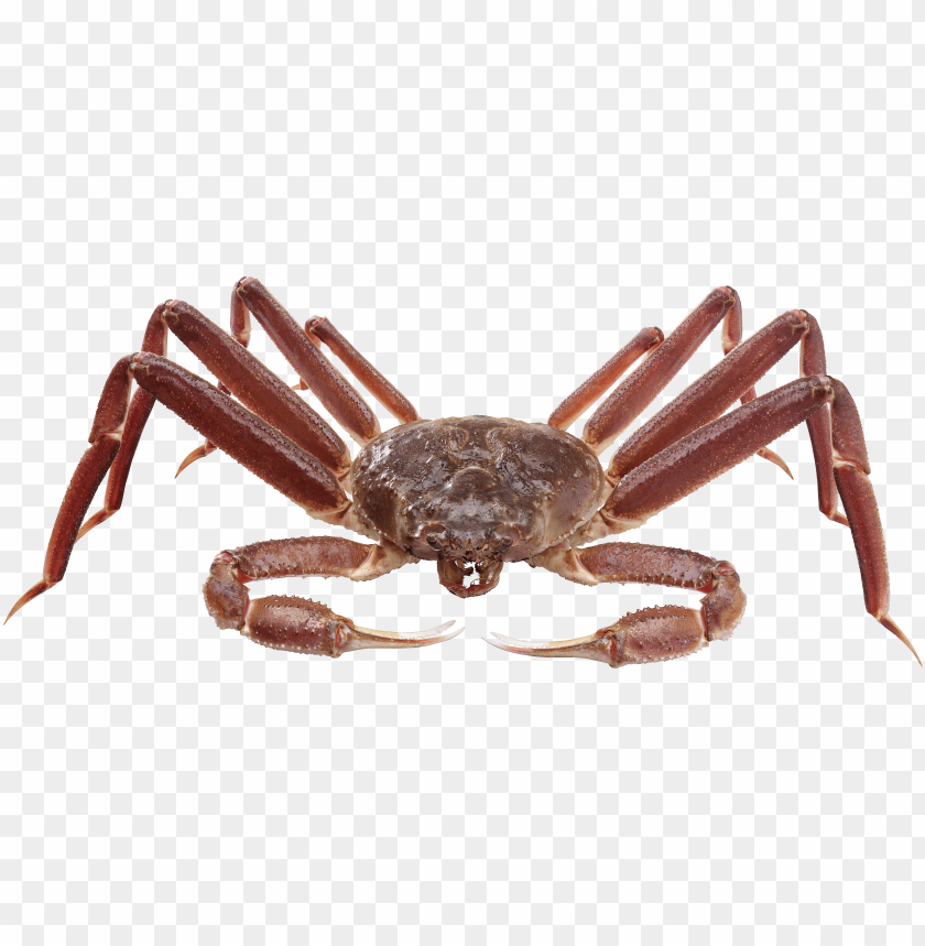 Red crab with outstretched claws on a transparent background PNG