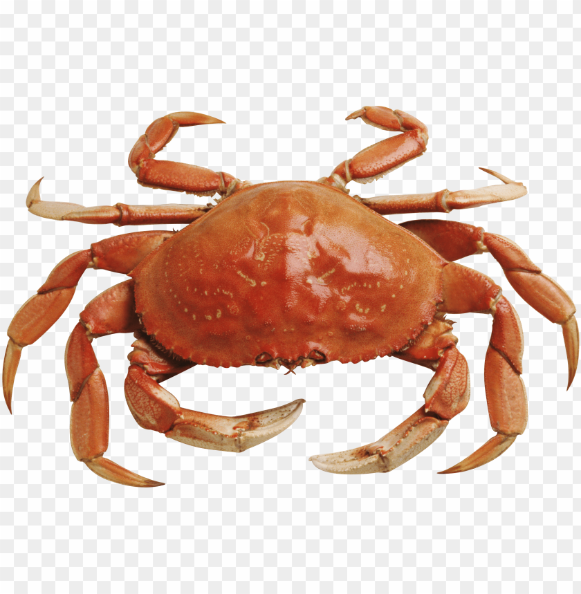 A close-up of a brown crab with prominent claws and a rounded shell PNG