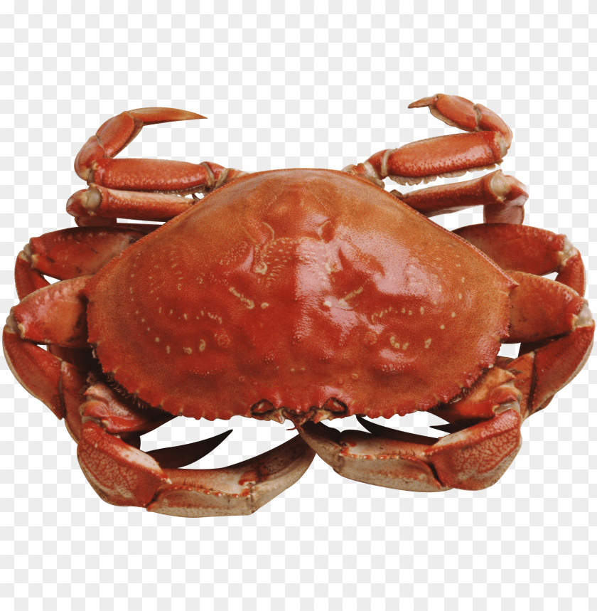 A freshly cooked red crab on a transparent background PNG