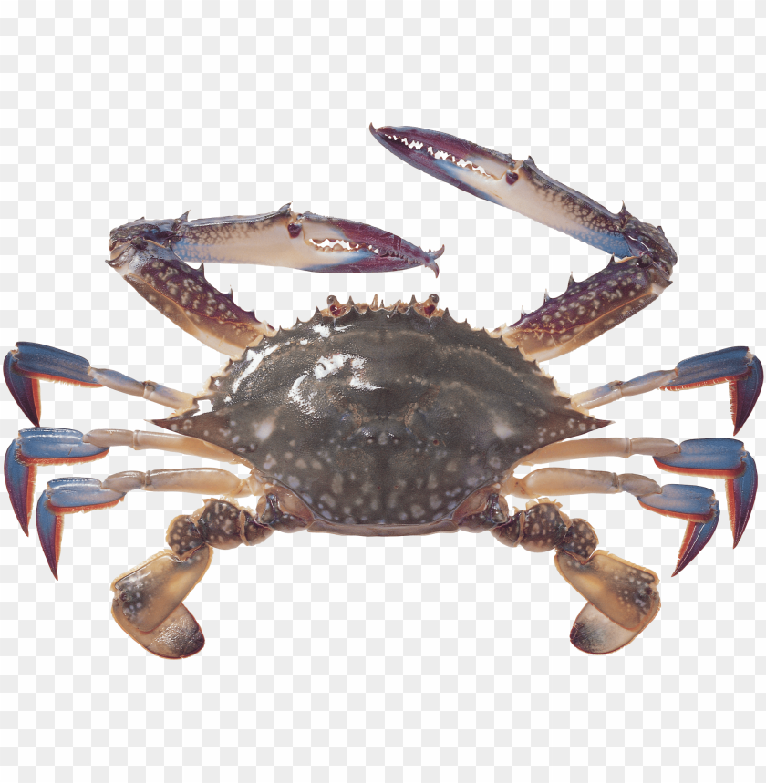 Blue crab with large claws on a transparent background PNG