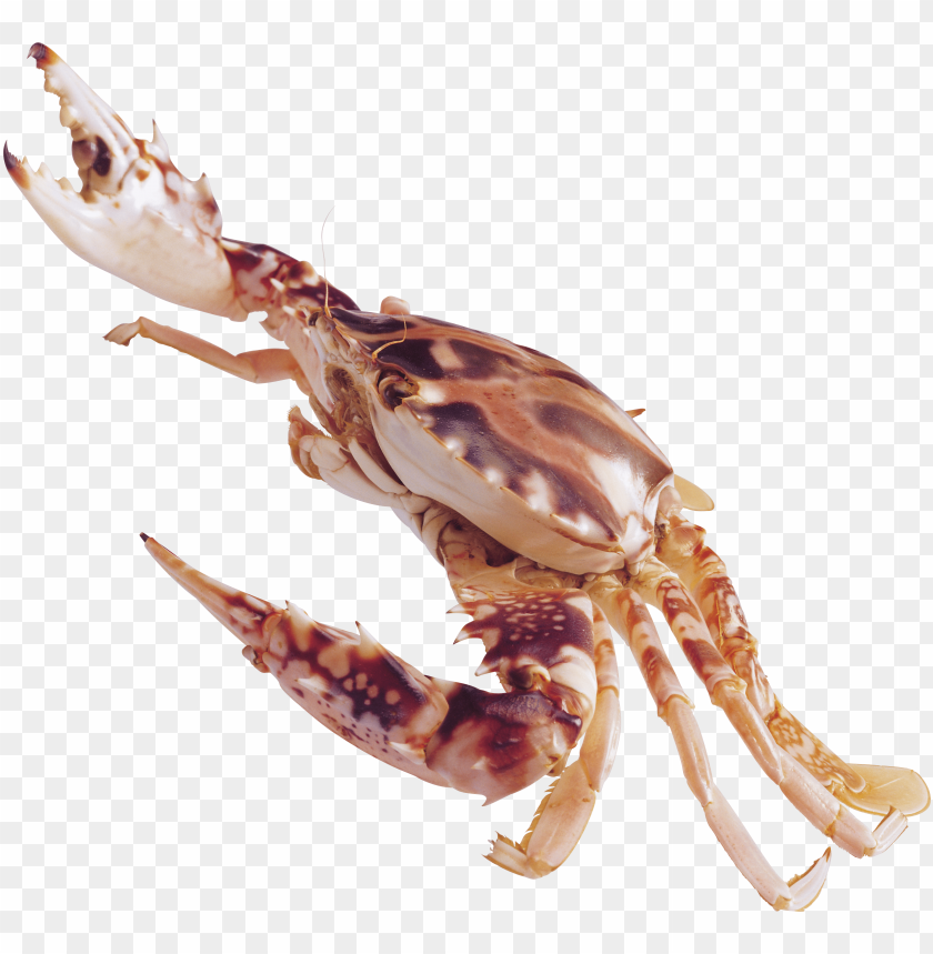 A large crab with a brown patterned shell and extended claws PNG