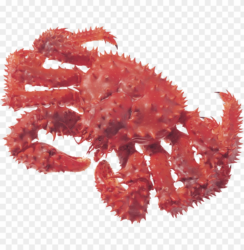 crab png,lobster,cancer,carcinoma,crab transparent background,crab file png,anger