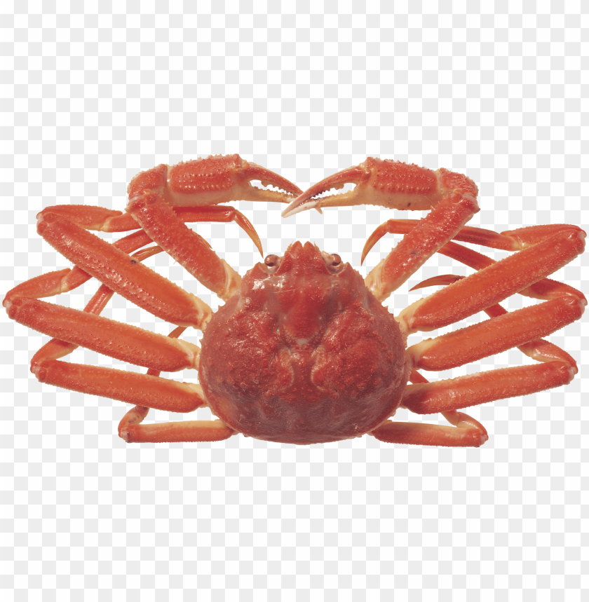 crab png,lobster,cancer,carcinoma,crab transparent background,crab file png,anger