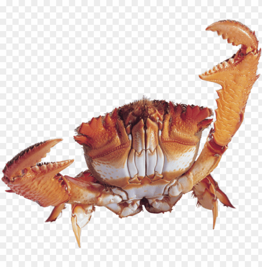 A vibrant orange crab with large claws, set against a transparent background PNG