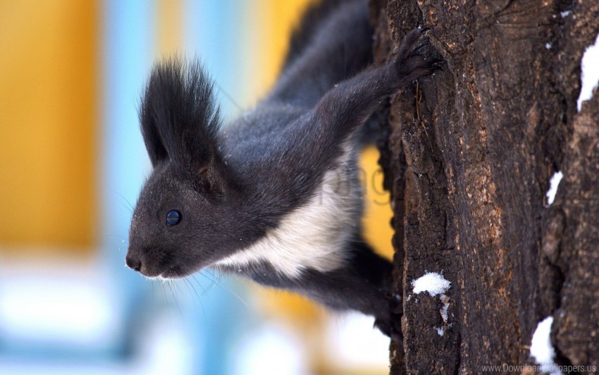 Crawl Snow Squirrel Tree Wallpaper PNG Transparent Background