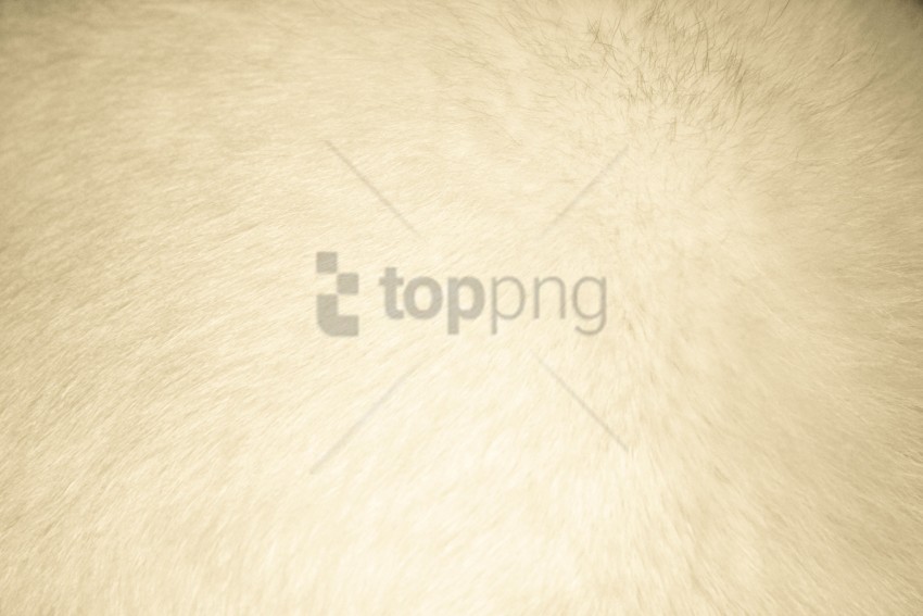 fur, texture, white, softness, natural, warmth, pet