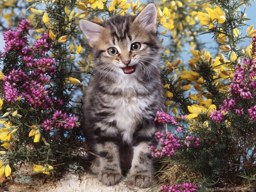 Creek Flowers Kitten Wallpaper PNG Transparent Background