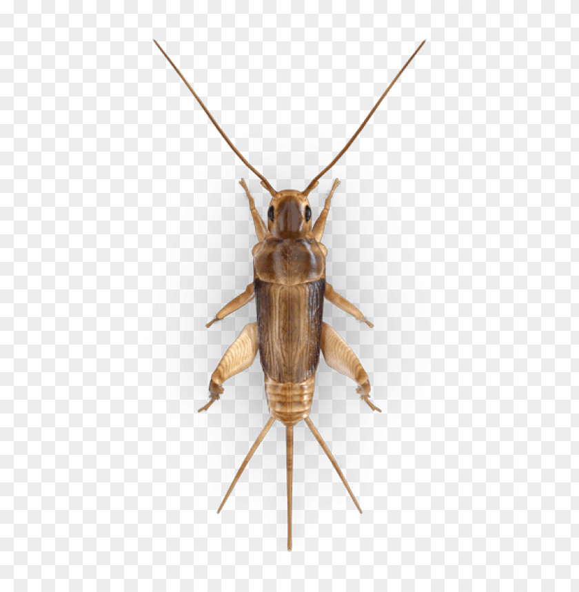 cricket insect,حشرة الكريكيت